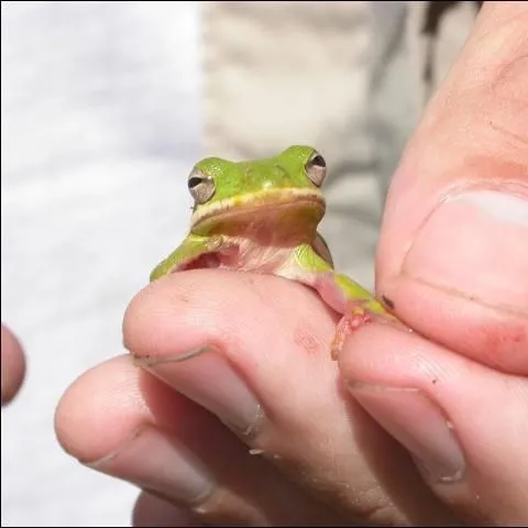 thumbnail for publication: Use of Amphibians as Indicators of Ecosystem Restoration Success
